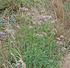Asclepias Fascicularis Narrow Leaved Milkweed Milkweed Asclepias Drought Tolerant Plants