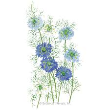We did not find results for: Miss Jekyll Blend Love In A Mist Seeds Flowers Botanical Interests