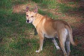 Maybe you would like to learn more about one of these? Carolina Dogs Ancient Dogs And Bathroom Behavior The Other End Of The Leash