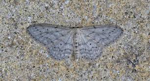 Image result for Eupithecia tenuiata