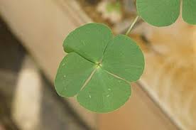 Image result for Marsilea minuta