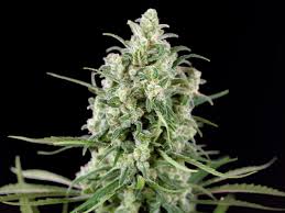 Image result for Grona stolzii