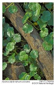 Image result for Hydrocotyle ranunculoides