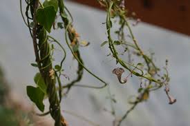 Image result for Ceropegia crassifolia