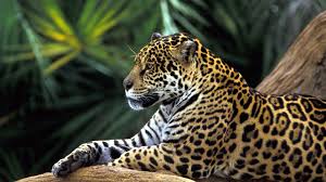 Animals belonging to the tropical rainforest biome go in this category. Free Download Tropical Rainforest Animals Pictures Best Wallpapers Fandownload 1920x1200 For Your Desktop Mobile Tablet Explore 44 Forest Animal Wallpaper Forest Wallpaper For Computer Forest Wallpaper For Bedroom Woodland