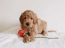 Find goldendoodles for sale in the villages, fl on oodle classifieds. Cox Family Doodles