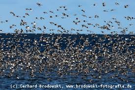 Sie benutzen solche auffälligen merkmale in der landschaft, um den richtigen weg in den süden zu finden. Zugvogel Zugvogelarten Routen Winterquartier Bilder Grundschule