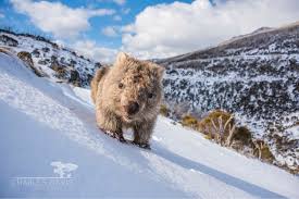 A Wombat In The Snowy Mountains Wombat Animals Polar Bear