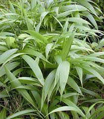 Image result for Rytigynia uhligii