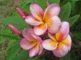 The Plumeria Loretta Plumeria Flowers Plumeria Tree Frangipani