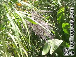 Image result for Cordyline stricta