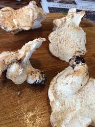 Image result for Dentinum repandum