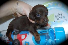Find your new companion at nextdaypets.com. Mini Dachshund Puppies Gorgeous Colors For Sale In Box Springs Georgia Classified Americanlisted Com