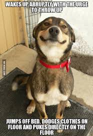 Howard S Definitely The More Considerate Of My Two Dogs 9gag