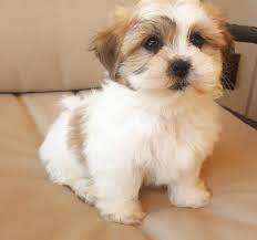 Very loving teddy bear chihuahua puppies available now they are 7 weeks old very small about 2 pounds and ready for a loving home. Shih Tzu Puppy For Sale Adoption Rescue For Sale In Wausau Wisconsin Classified Americanlisted Com