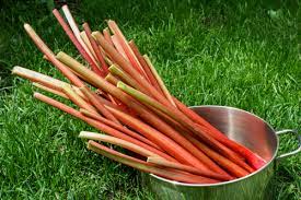 Eventually, this causes overcrowding and thinning rhubarb stalks. 7 Rhubarb Faqs You Need To Know Getty Stewart