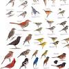 Bird watching is growing in popularity, and these days almost half of us households. 1
