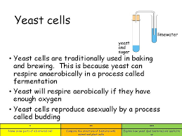 Check spelling or type a new query. Bacteria And Yeast Name Some Parts Of A