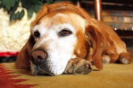 Depending upon the type of cancer it may affect his kidneys or liver and increase waste products in his blood which will decrease his appetite. Studypages Evaluating A New Therapeutic For Dogs With Liver Tumors