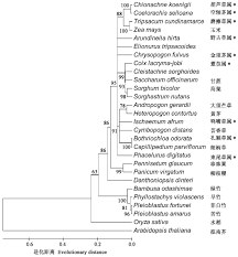 Image result for Danthoniopsis dinteri