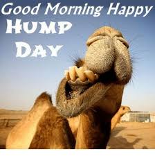 Lovethispic offers humpday camel pictures, photos & images, to be used on facebook, tumblr, pinterest, twitter and other websites. Happy Hump Day Meme Images And Pics