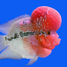 Pada umumnya ukuran yang paling ideal yaitu 3/4 dari bentuk tubuh ikan louhan. Panduan Cara Merawat Ikan Louhan Agar Warnanya Bagus Pintarpet