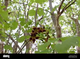 Image result for Markhamia zanzibarica