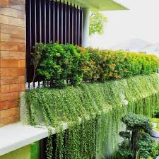 Jual pohon aglonema | tanaman hias. Harga Tanaman Merambat Terbaik Taman Perlengkapan Rumah Juli 2021 Shopee Indonesia