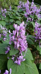 Image result for Hypoestes aristata