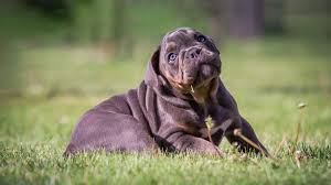 Deze foto gaat over schattige dieren, schattige diertjes. Afbeelding Pup Buldog Honden Liggende Bokeh Schattig Gras 1920x1080