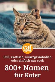 katzennamen namen fur kater liste katzen namen katzennamen kater katzennamen