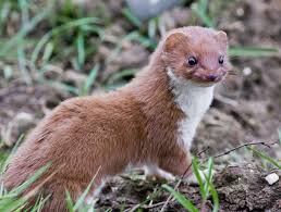 How to stop mink killing fish. Facts About Weasels Live Science