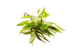 Image result for Hygrophila spiciformis