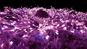 1,952 purple fairy lights products are offered for sale by suppliers on alibaba.com, of which holiday lighting accounts for 44%. Christmas Tree Purple Fairy Lights Ornaments Illuminated New Year Tree Stock Video C Ipekmorel 217439664