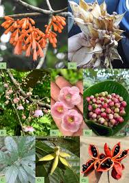 Image result for Firmiana