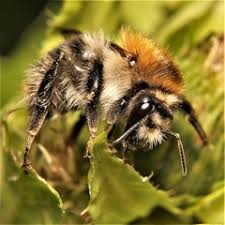Image result for Bombus pascuorum gotlandicus