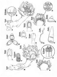 Image result for Stemodiopsis