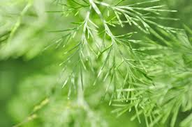 We did not find results for: Colakraut Pflege Vermehren Ernte Plantura