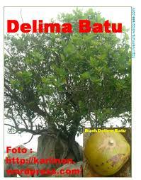 Buah adalah hasil reproduksi antara putik dan serbuk sari pada tumbuhan. Delima Batu Wannura
