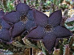 Image result for Tridentea