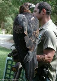 Big Black Bird With White Head And White Tail Sign In Wedge Tailed Eagle Pet Birds Beautiful Birds