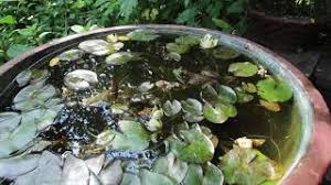 Check spelling or type a new query. Build A Patio Water Garden In A Container Hobby Farms