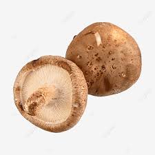 We did not find results for: Gambar Cendawan Jamur Shiitake Cendawan Shiitake Kulat Cendawan Png Dan Clipart Untuk Muat Turun Percuma
