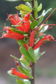 Image result for Agelanthus krausei