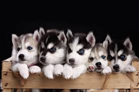 Bulach kennels is the place to find the perfect gift for your loved ones and we are committed to miniature american eskimo american eskimo puppies for sale near me american eskimo puppies for sale craigslist. Huskies For Sale Near Me Craigslist