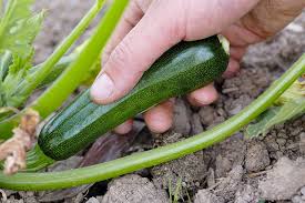 We did not find results for: How To Plant And Grow Zucchini Squash Gardener S Path