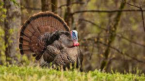 Turkey offers a wealth of destination varieties to travellers: Talking Turkey How The Bird Made A Comeback In North Carolina College Of Natural Resources News