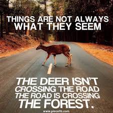 Peter Vermeulen On Twitter Things Are Not Always What They Seem The Deer Isn T Crossing The Road The Road Is Crossing The Forest Brilliant Nature Quotesoftheday Https T Co Kuzvh6nzrk Twitter