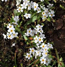 Image result for Thecacoris