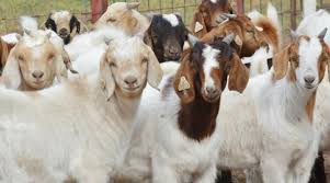 Goats with tetanus, bluetongue and. Input Needed For Sore Mouth Pilot Project Morning Ag Clips